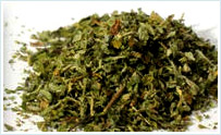 Damiana (Tumera diffusa var aphrodisiaca)